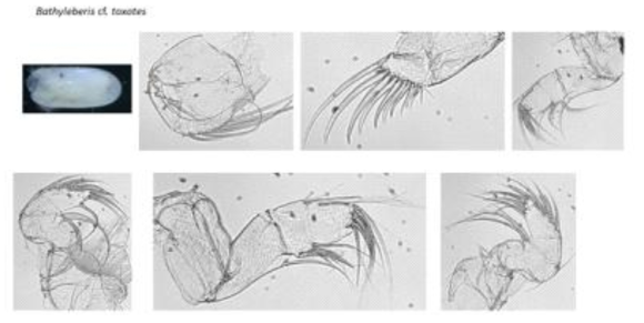Lateral view and picture of appendages of female Bathyleberis cf. toxotes From top left to bottom right, Bathyleberiscf. toxotes, female: lateral view complete speciemen; 2ndantenna;furca;right1stantenna;rightmandible;left1stantenna;leftmandible