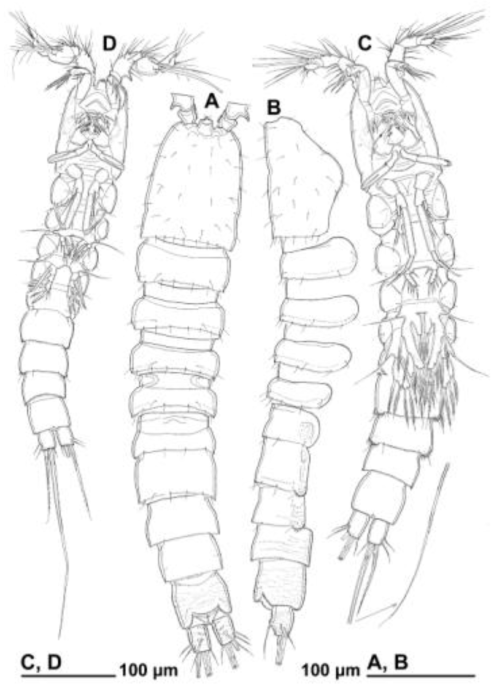 Line drawings of Afrolaophonte koreana n.sp. from Dongdong: A, female habitus in dorsal view; B, female habitus in dorsal views without appendages; C, female habitus in ventral view; D, male habitus in ventral view
