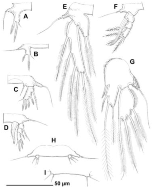 Line drawings of Afrolaophonte koreana n.sp. from Dongdong: A, female second leg; B, male second leg; C, female third leg; D, male third leg; E, female fourth leg; F, male fourth leg; G, female fifth leg; H, male fifth leg; I, male sixth legs