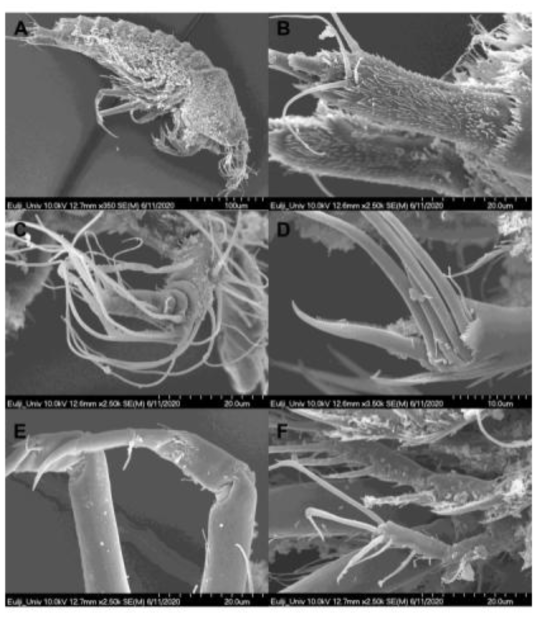 Scanning electron microscope photographs of Donglaophonte koreana n. gen.  A, habitus; B, caudal rami; C, first antenna; D, second antenna; E, endopods of first swimming leg; F, exopods of first and second swimming legs