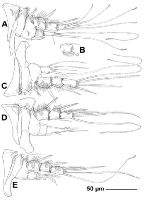 Line drawings of Neoorthopsyllus yeondeokensis n. gen.  B, second exopodal segment of opposite first swimming leg; C, second swimming leg; D, third swimming leg; E, fourth swimming leg