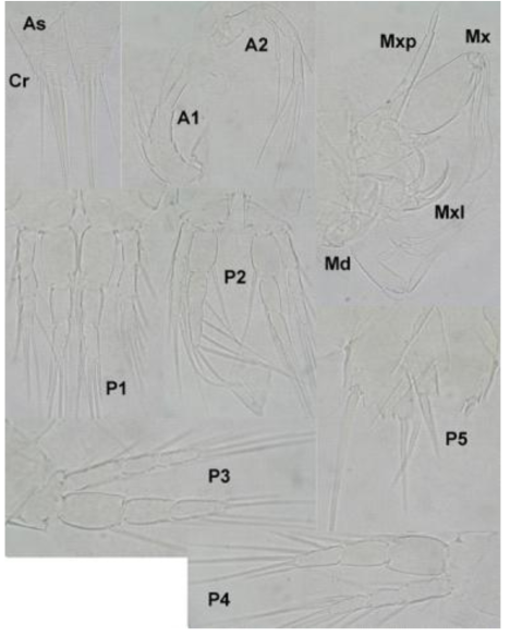 Compound light microscope photographs of an adult female of Ectinosoma wido n.sp., showing details of the first antenna (A1), second antenna (A2), anal somite (As), caudal rami (Cr), mandibula (Md), maxilla (Mx), maxillula (Mxl), maxilliped (Mxp), first swimming leg (P1), second swimming leg (P2), third swimming leg (P3), fourth swimming leg (P4), and fifth leg (P5)