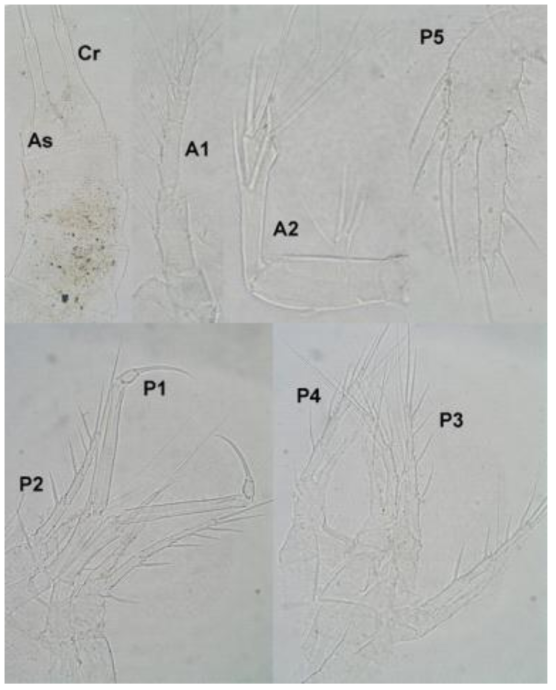 Compound light microscope photographs of an adult female of Laophonte paraelongata n. sp., showing details of the first antenna (A1), second antenna (A2), anal somite (As), caudal rami (Cr), first swimming leg (P1), second swimming leg (P2), third swimming leg (P3), fourth swimming leg (P4), and fifth leg (P5)