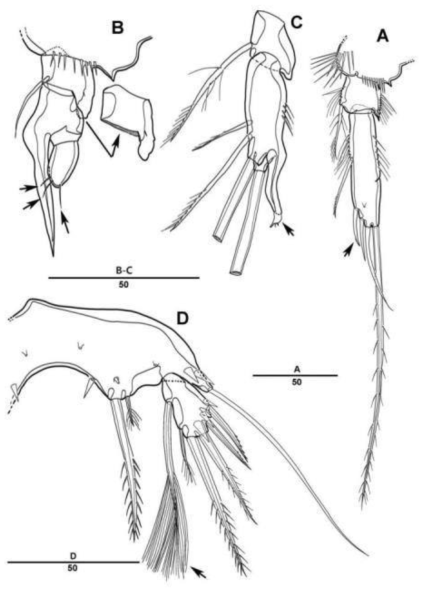 Canthocamptus sp. nov. male. A. P2 endopod; B. P3 endopod; C. P4 endopod; D. P5. Scale bars indicate length in μm