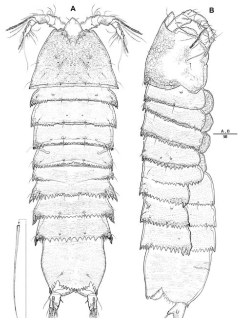 Eurycletodes (Oligocletodes) vadumus sp. nov. holotype female. A. habitus, dorsal; B. habitus, lateral