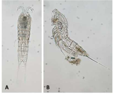 Paramphiascella cf. vararensis (Scott T.,1903). female. A. dorsal view; B. lateral view