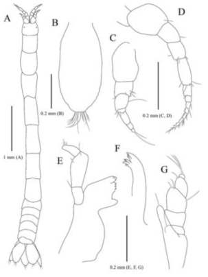 Kupellonura n. sp., holotype, female. A, Habitus, dorsal view; B, Pleotelson, dorsal view; C, Antennule; D, Antenna; E, Mandible; F, Maxilla; G, Maxilliped. Scale bars: A = 1 mm, B−G = 0.2 mm