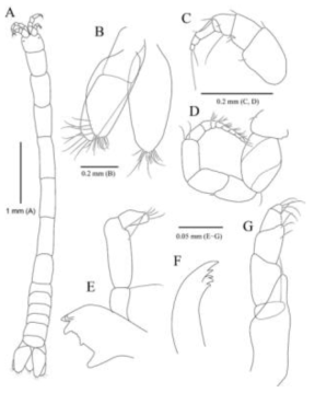 Kupellonura borealispacifica n. sp., holotype, female. A, Habitus, dorsal view; B, Pleotelson and uropod, dorsal view; C, Antennule; D, Antenna; E, Mandible; F, Maxilla; G, Maxilliped. Scale bars: A = 1 mm, B−D = 0.2 mm, E−G = 0.05 mm
