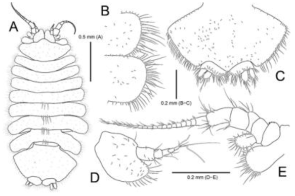 Caecijaera n. sp., male. A, Habitus, dorsal view; B, Lateral margin of pereonites 4 and 5; C, Pleotelson, dorsal view; D, Antennule; E, Antenna. Scale bars: A = 0.5 mm, C−E = 0.2 mm