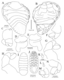 Parabopyrella n. sp. 2. Holotype, female (A−F): A, Habitus, dorsal view; B, Habitus, ventral view; C, Maxilliped and barbular; D, Right oostegite 1; E, Left oostegite 1; F, Pereopod 7. Paratype, male (G−K): G, Habitus, dorsal view; H, Habitus, ventral view; I, Antennule; J, Antenna; K, Pereopod 7. Scale bars: A, B=4 mm, D, E=1 mm, C, F−H=0.5 mm; I−K=0.05 mm