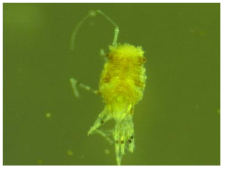 Microscopic photos of Munna n. sp.1, female. Dorsal view of habitus