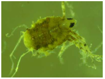 Microscopic photos of Munna n. sp.2, female. Dorsal view of habitus