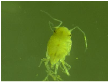 Microscopic photos of Munna n. sp.3, female. Dorsal view of habitus