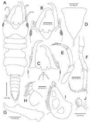 Elaphognathia lucanoides, male. A, Habitus, dorsal view; B, Cephalon, dorsal view; C, Cephalon, ventral view; D, Pleotelson; E, Antennule; F, Antenna; G, Mandible; H, Maxilliped; I, Pylopod; J, Distal end of pylopod. Scale bars: A = 1 mm, B, C, G = 0.5 mm, E, F, H−J = 0.2 mm