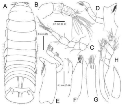 Limnoria saseboensis, female. A, Habitus, dorsal view; B, Antennule; C, Antenna; D, Left mandible; E, Right mandible; F, Maxillule; G, Maxilla; H, Maxilliped. Scale bars: A = 0.5 mm, B−H = 0.1 mm