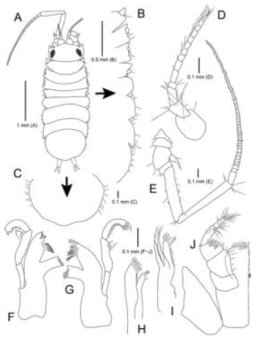 Janiralata sagamiensis, male. A, Habitus; B, Lateral margin of habitus; C, Pleotelson; D, Antennule; E, Antenna; F, Left mandible; G, Right mandible; H, Maxillule; I, Maxilla; J, Maxilliped. Scale bars: A = 1 mm, B = 0.5 mm, C−J = 0.1 mm