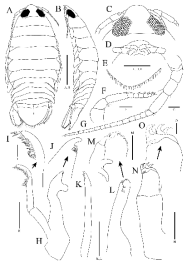 Rocinela niponia, female. A, Habitus, dorsal view; B, Habitus, lateral view; C, Cephalon, dorsal view; D, Distal end of cephalon, ventral view; E, Distal end of pleotelson; F, Antennule; G, Antenna; H, Mandible; I, Last article of mandibular palp; J, mandibular incisor; K, Maxillule; L, Maxilla; M, Distal end of maxilla; N, Maxilliped; O, Distal end of maxilliped. Scale bars: A, B=5 mm, C−E=2 mm, F−H, K, L, N=0.5 mm, I, J, M, O=0.1 mm