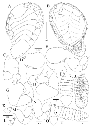 Bopyrus squillarum, female (A−H) and male (I−O). A, Habitus, dorsal view; B, Habitus, ventral view; C, Maxilliped and barbular; D, Left oostegite 1; E, Right oostegite 1; F, Pereopod 1; G, Pereopod 6; H, Pereopod 7; I, Habitus, dorsal view; J, Habitus, ventral view; K, Antennule, L, Antenna; M, Pereopod 1; N, Pereopod 7; O, Variation of pleon in male; P, Immature male. Scale bars: A, B=2 mm, C−E=0.5 mm, F−H, I, J, P=0.2 mm, O=0.1 mm, K− N=0.5mm