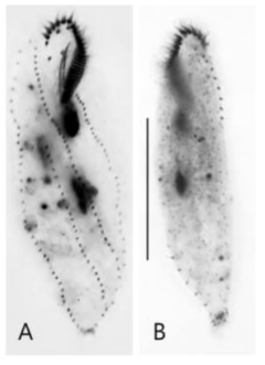 Strongylidium sp. nov. after protargol impregnation (A, B). (A) Ventral view of a specimen. (B) Dorsal view of a specimen. Scale bars: 50 μm