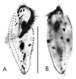 Pleurotricha curdsi after protargol impregnation (A, B). (A) Ventral view of a specimen. (B) Dorsal view of a specimen. Scale bars: 100 μm