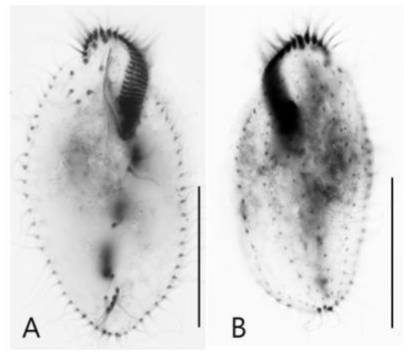 Sterkiella tetracirrata after protargol impregnation (A, B). (A) Ventral view of a specimen. (B) Dorsal view of a specimen. Scale bars: 50 μm