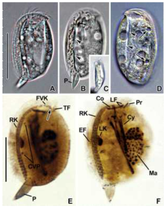 Photomicrographs of Dysteria semilunaris from live (A-D) and after protargol impregnation (E, F). A. Left lateral view of typical individual. B. longitudinal groove on left plate (arrowheads). C. Ventral view. D. Right lateral view showing the two contractile vacuoles (arrows) and the longitudinal groove on the right plate (arrowheads). E, F. Left views of stained specimens showing infraciliature, arrow denotes the short row below the end of the frontoventral kineties. Co, circumoral kineties; CVP, contractile vacuole pore; Cy, cytopharynx; EF, equatorial fragment; FVK, frontoventral kineties; LF, left frontal kineties; LK, left kineties; Ma, macronucleus; P, podite; Pr, preoral kinety; RK, right kineties; TF, terminal fragment. Scale bars: 20 μm