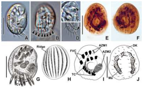 Photomicrographs of Aspidisca polypoda from living specimens (A-D), protargol impregnated specimens (E, F), and illustrations (G-J). A. Ventral view showing posterior part of the adoral membranelles (arrowhead). B. Eight distinctive ridges (arrowheads) and contractile vacuole (arrow). C. Anterior part of the adoral membranelles (arrowhead). D. Separated into two parts of leftmost transverse cirri (arrowhead). E, F. Ventral and dorsal view of stained specimens. G-J. Illustrations showing main characteristics. AZM 1 and 2, adoral zone of membranelles 1 and 2; CV, contractile vacuole; DK, dorsal kineties; FVC, frontoventral cirri; MA, macronucleus; TC, transverse cirri. Scale bars: 20 μm