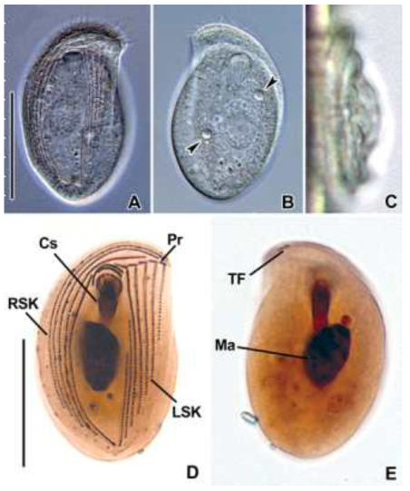 Photomicrographs of Pseudochilodonopsis marina from living (A-C) and protargol impregnated specimens (D, E). A. Ventral view of a typical individual. B. Two contractile vacuoles (arrowheads). C. Lateral view. D, E. Ventral and dorsal view of stained specimens. Cs, cytostome; LSK, left somatic kineties; Ma, macronucleus; Pr, preoral kineties; RSK, right somatic kineties. TF, terminal fragment. Scale bars: 30 μm