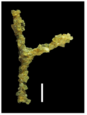 Photomicrograph of Rhabdammina abyssorum Frontal side view. Scale bar: 1 mm