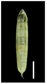 Photomicrograph of Nodosaria lamnulifera. Lateral side view. Scale bar: 1 mm