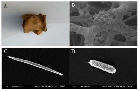 Discodermia n. sp. 1. A, Entire animal; B, desmas; C, microxea; D, microstrongyle