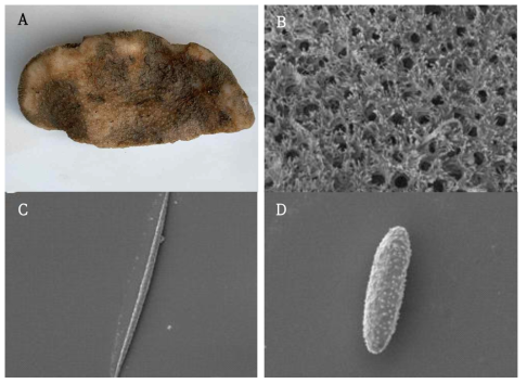 Discodermia n. sp. 2. A, Entire animal; B, desmas; C, microxea; D, microstrongyle