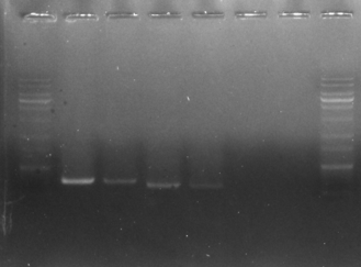 PCR 결과 확인 예시