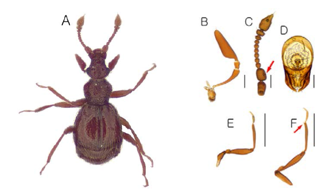 Bryaxis n. sp. 1