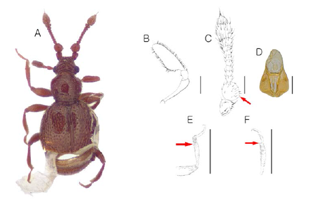 Bryaxis n. sp. 2