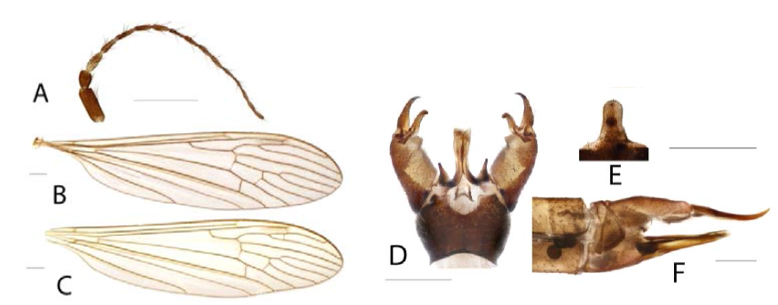 Austrolimnophila (A.) asiatica (Alexander)