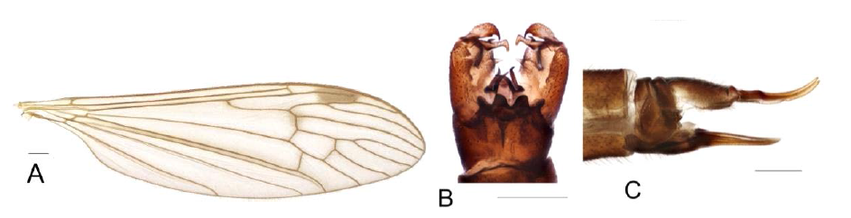 Austrolimnophila (Archilimnophila) unica (Osten Sacken)