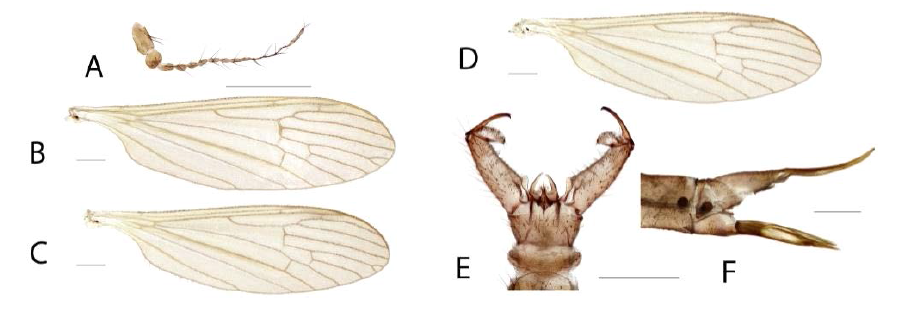 Dicranophragma (Brachylimnophila) transitorium (Alexander)