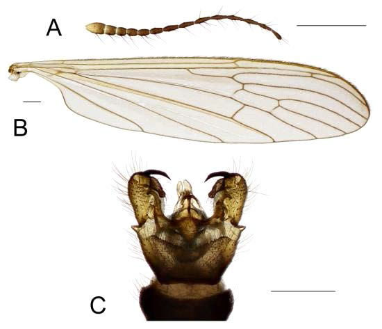 Dicranoptycha venosa Alexander