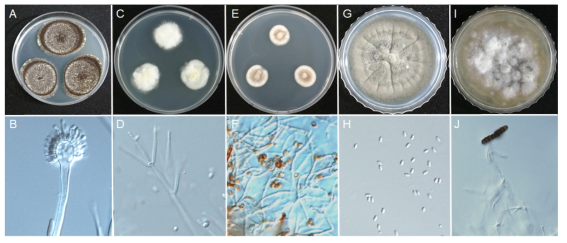 거미 등 곤충으로부터 분리한 국내미기록 5종의 균총 및 균 형태. A,B. Aspergillus brunneoviolaceus EML-IGS2-5, C,D. Fusicolla betae EML-I1-11, E,F Pseudoneoconiothyrium euonymi EML-PI-7, G,H. Pyrenochaetopsis americana EML-GI1-21, I,J. Torula fici EML-I-9 균주의 형태