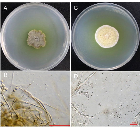 천안시 서북구 과수원 매몰지에서 분리한 Ramophialophora globispora DK14-2 균주와 (A,B) 여주 버섯 농장의 먼지 속에서 발굴된 Acremoniopsis suttoniae DUCC15099 균주 (C,D)의 균총 및 균 형태