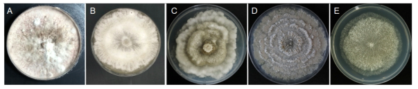 본 사업을 통해 발굴된 Diaporthe 속에 속하는 국내 미기록종 6종의 균총. A. D. columnaris 20T093, B. D. liquidambaris 20E545, C. D. miriciae DUCC15106, D. D. rudis DUCC15091, E. D. sackstonii DUCC16034 균주