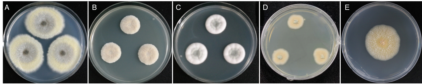 토양에서 분리된 국내 미기록종 Aspergillus spelaeus EML-U7-48 (A), Penicillago nodositata EML-U8-51(B), Penicillium camponotum EML-ULD4-3(C), P. brocae ANU-001(D), Bisifusarium lunatum DK14-8(E) 균주의 균총