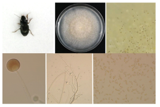 Mucor harpali sp. nov. CNUFC-ICT18001 균주의 분리원 딱정벌레와 균총 및 균 형태