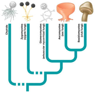 형태학적으로 편모(flagella)의 유무에 따라 나뉘어지는 주요 균류 계통도. 편모를 가지는 병꼴균류와 편모가 없는 접합균류, 취균류, 자낭균류, 담자균류의 계통수를 볼수 있음
