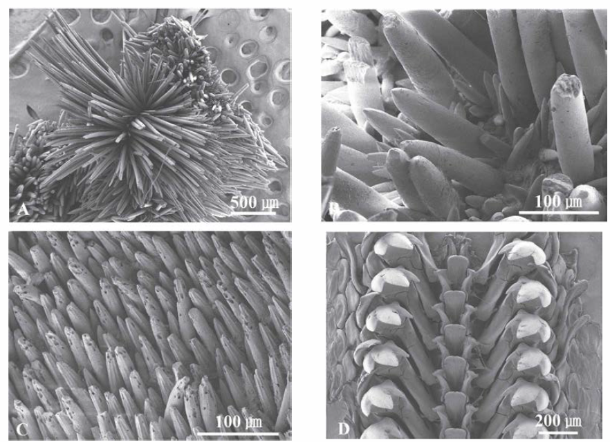 SEM 이미지. A. 극속(tuft), B. 등면 육대 침(dorsal girdle spicules), C. 배면 육대 침(ventral girdle spicules), D. 치설(radula)