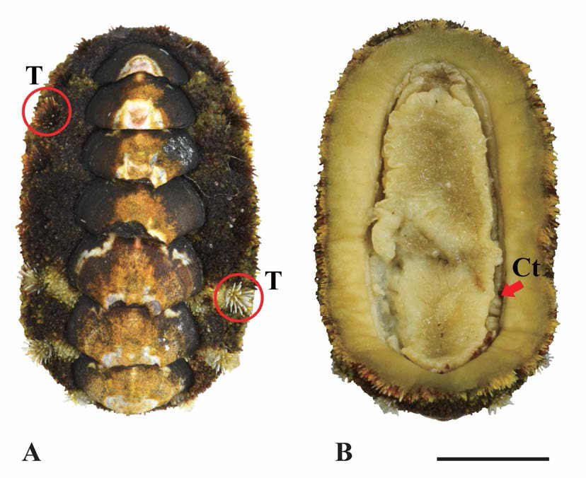 좀털군부(Acanthochitona achates). A. dorsal view; T; tuft, B. ventral view; Ct: ctenidia. scale bar: 5mm