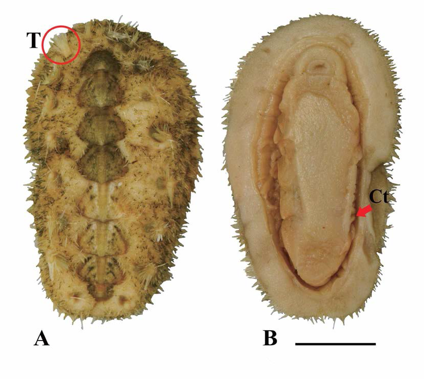 병돈군부(Acanthochitona byungdoni). A. dorsal view； T: tuft, B. ventral view； Ct: ctenidia. scale bar: 5mm