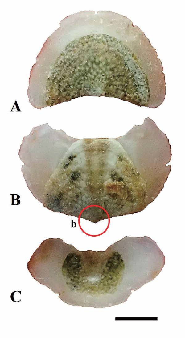 병돈군부(Acanthochitona byungdoni) 각판 . A. head valve, B.intermediate (5th) valve； b: beaked, C. tail valve, scale bar: 1mm