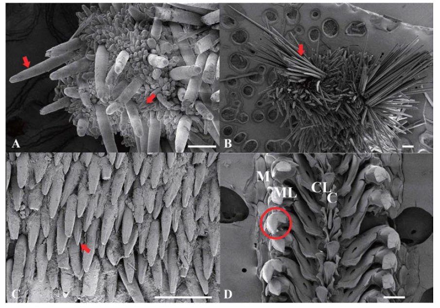 병돈군부(Acanthochitona byungdoni) SEM 이미지. A . dorsal girdle spicules, B. tuft, C. ventral girdle spicules, D. radula； C: central tooth； CL： centro-lateral tooth； ML： major lateral tooth； MU: major uncinus tooth； M: marginal teeth, scale bar： A=200μm; B-D=100μm